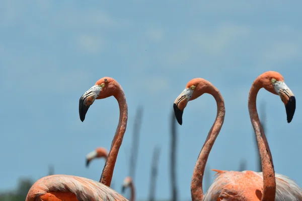 Fenicotteri dei Caraibi . — Foto Stock