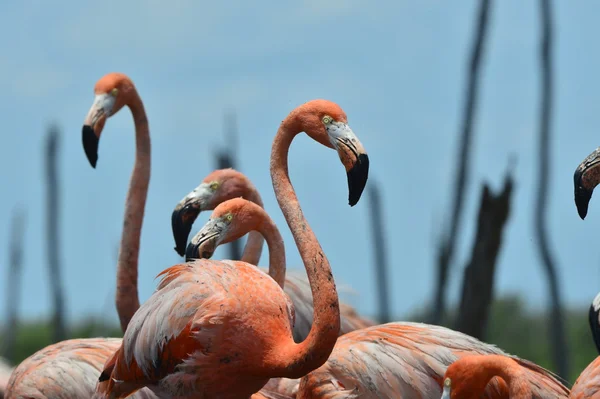 Caribbean flamingos. — Stock Photo, Image