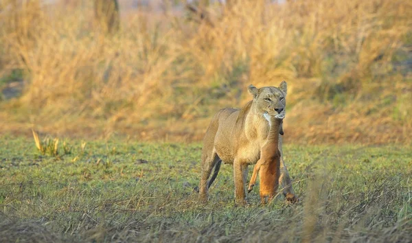 母狮在热带稀树草原去 — 图库照片