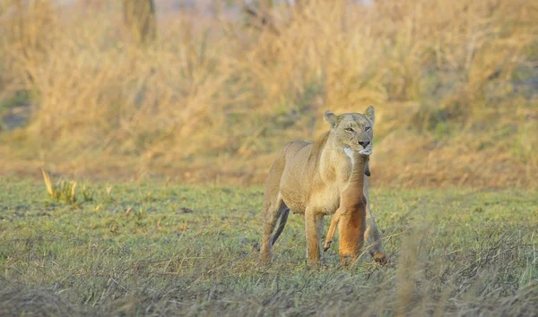 A lioness with new-born antelope prey — Stock Photo, Image