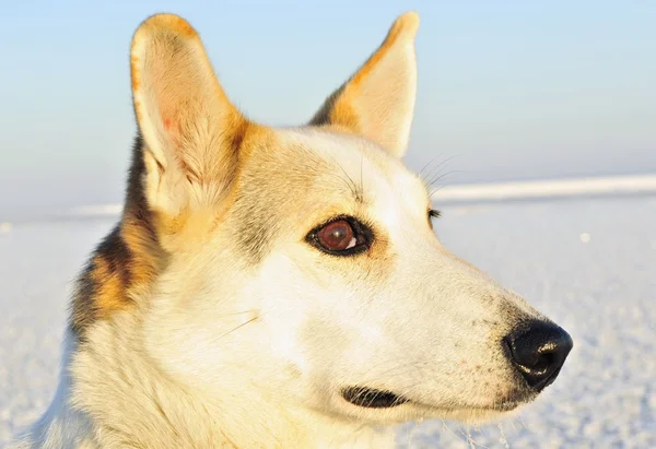 Porträt eines Hundes aus nächster Nähe — Stockfoto
