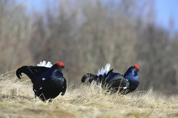 Lekking negro Grouses (Lyrurus tetrix). — Foto de Stock