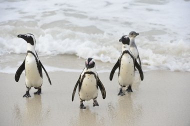 Afrika penguenler (Spheniscus Demersus)
