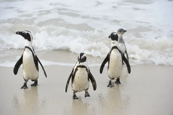 Pinguins africanos (spheniscus demersus ) — Fotografia de Stock