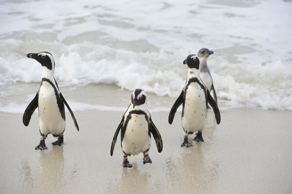 African penguins (spheniscus demersus)