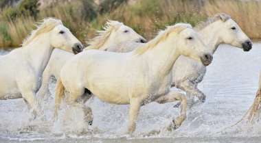 Beyaz at Camargue, çalışan
