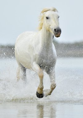 White horse of Camargue clipart