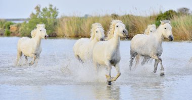 Beyaz at Camargue, çalışan