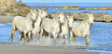 Beyaz at Camargue, çalışan