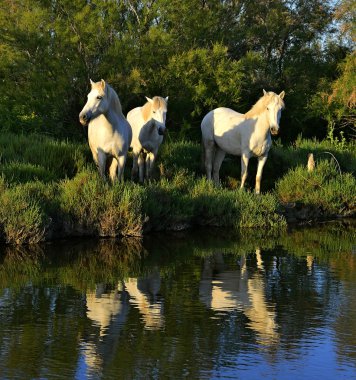 plaj üzerinde üç taş