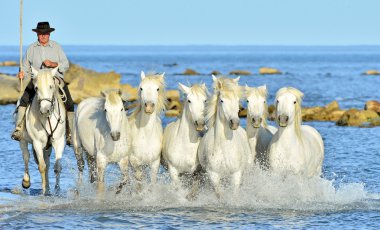 Beyaz at Camargue, çalışan