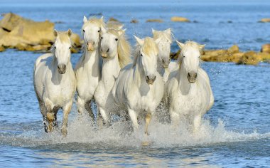 Beyaz at Camargue, çalışan