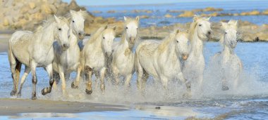 Beyaz at Camargue, çalışan
