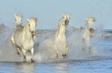 Beyaz at Camargue, çalışan