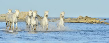 Beyaz at Camargue, çalışan