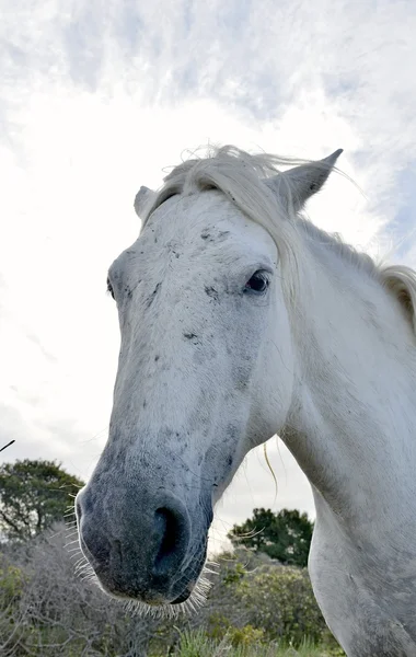 Ritratto Di Un Cavallo Bianco Di Camargue Con Un Bastone Nella Sua Bocca  Maschera Divertente Camargue De Parc Regionale France La Immagine Stock -  Immagine di freno, provenienza: 77857125