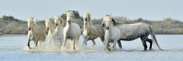 Correndo cavalos brancos de Camargue — Fotografia de Stock