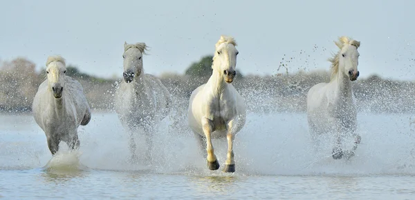 カマルグの白い馬を実行 — ストック写真
