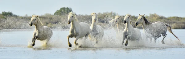 कैमरग के सफेद घोड़े चल रहे हैं — स्टॉक फ़ोटो, इमेज