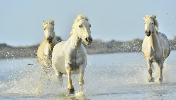 Kolejny biały koni Camargue — Zdjęcie stockowe