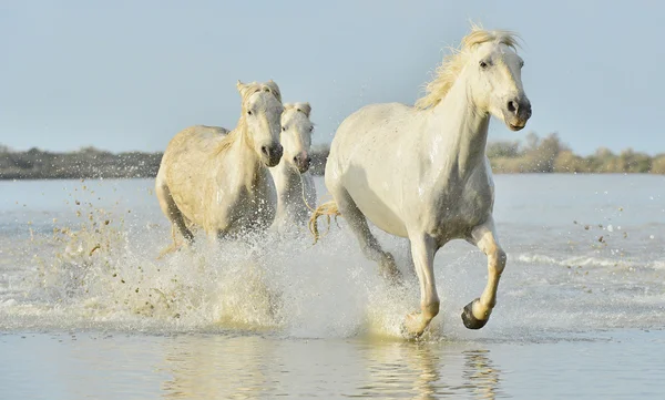 Running White horses of Camargue — Stock Photo, Image