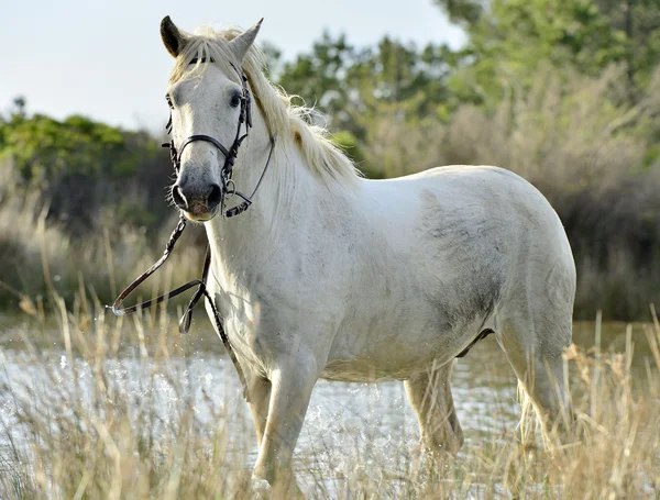 Beyaz camargue atı portresi — Stok fotoğraf