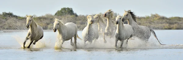 Correndo cavalos brancos de Camargue — Fotografia de Stock