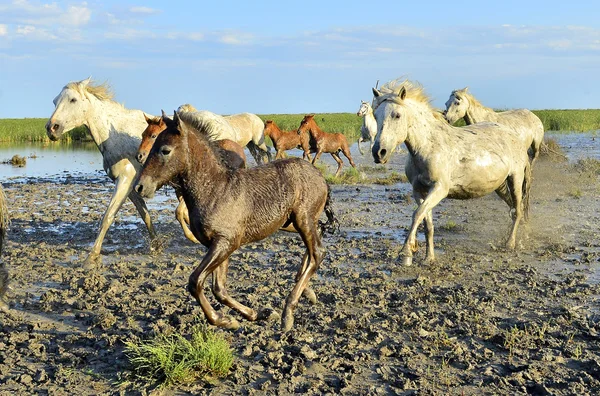 Courir chevaux blancs de Camargue — Photo