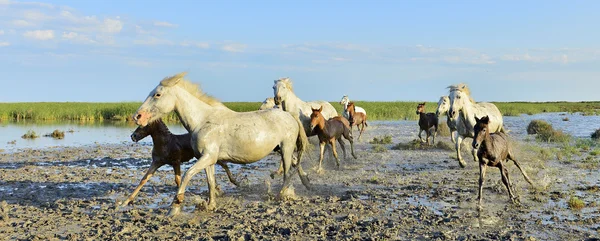 Correndo cavalos brancos de Camargue — Fotografia de Stock