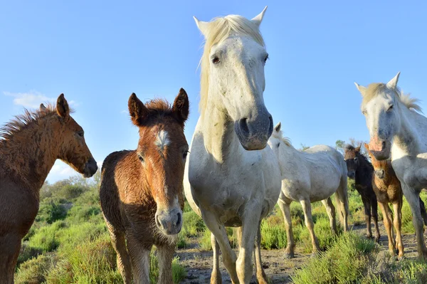 Weiße Camargue-Pferde — Stockfoto