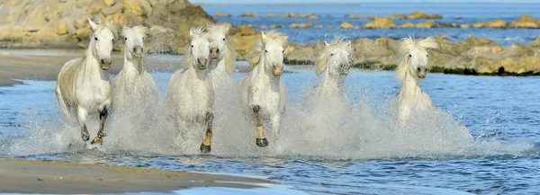 Correndo cavalos brancos de Camargue — Fotografia de Stock