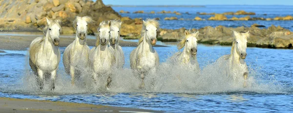 Futó fehér ló a Camargue — Stock Fotó