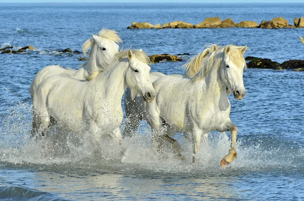 Beyaz at Camargue, çalışan — Stok fotoğraf