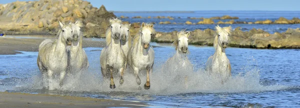 Futó fehér ló a Camargue — Stock Fotó