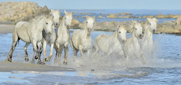 Correndo cavalos brancos de Camargue — Fotografia de Stock