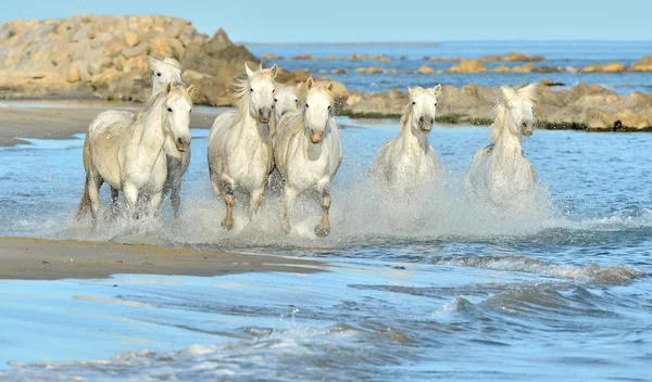 Correndo cavalos brancos de Camargue — Fotografia de Stock