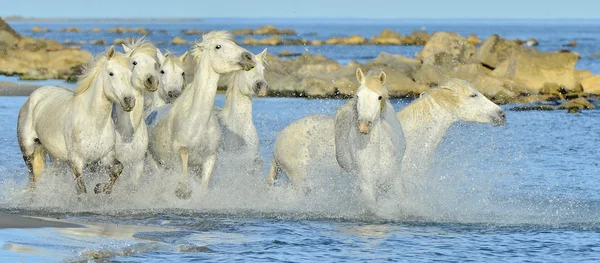Laufen weiße Pferde der Camargue — Stockfoto
