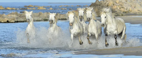 Běh bílých koní z Camargue — Stock fotografie