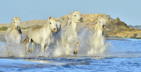 Courir chevaux blancs de Camargue — Photo