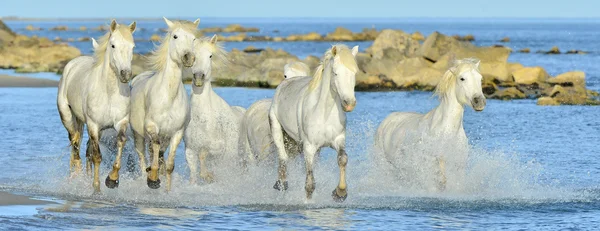 Běh bílých koní z Camargue — Stock fotografie