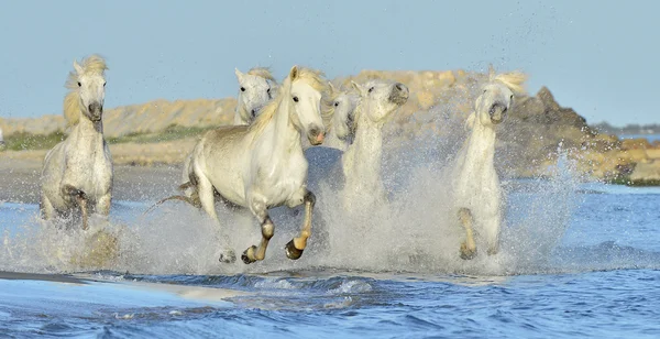 Kolejny biały koni Camargue — Zdjęcie stockowe