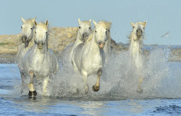 Lopende witte paarden van Camargue — Stockfoto