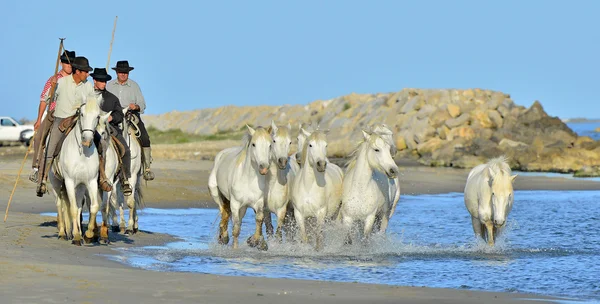 Correr caballos blancos de Camargue Imagen de archivo