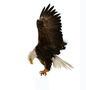 Kel kartal (haliaeetus leucocephalus)) 