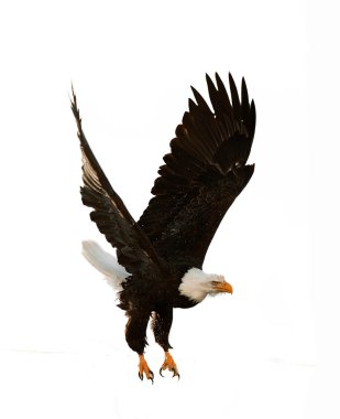 Kel kartal (haliaeetus leucocephalus)) 