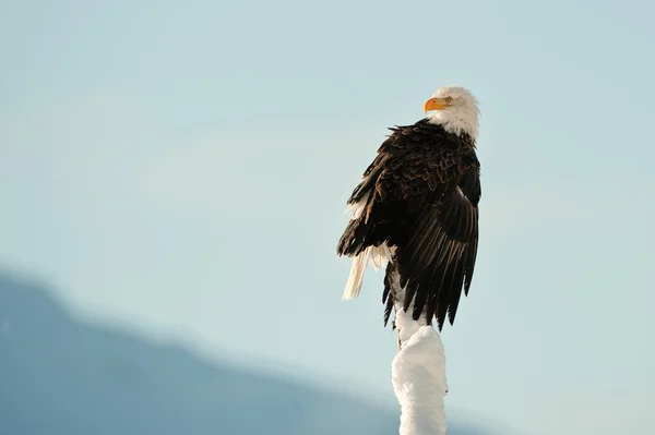 The Bald Eagle (Haliaeetus leucocephalus) — Stock Photo, Image