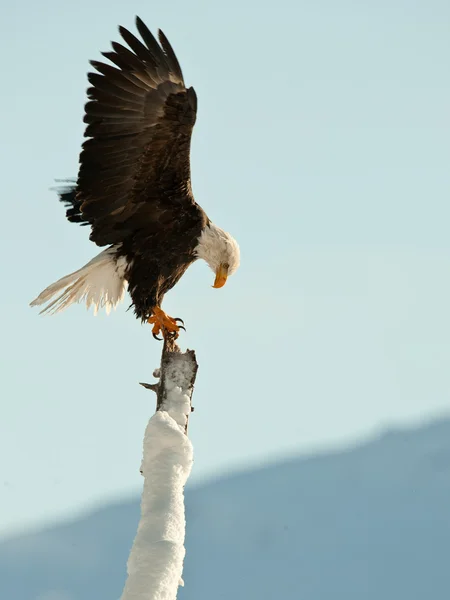 Kel kartal (haliaeetus leucocephalus)) — Stok fotoğraf