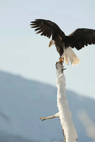 Ο φαλακρός αετός (haliaeetus leucocephalus) — Φωτογραφία Αρχείου