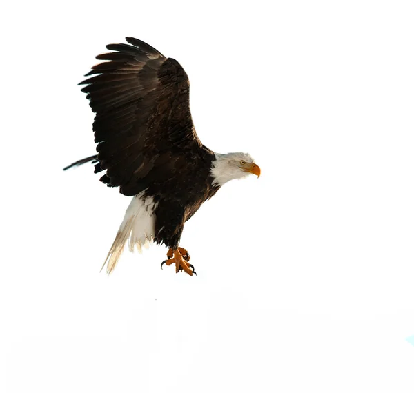 L'Aquila calva (Haliaeetus leucocephalus ) — Foto Stock