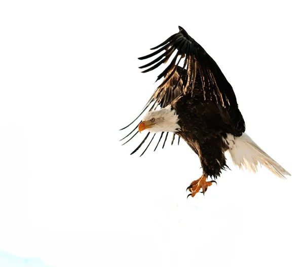 El águila calva (Haliaeetus leucocephalus ) — Foto de Stock